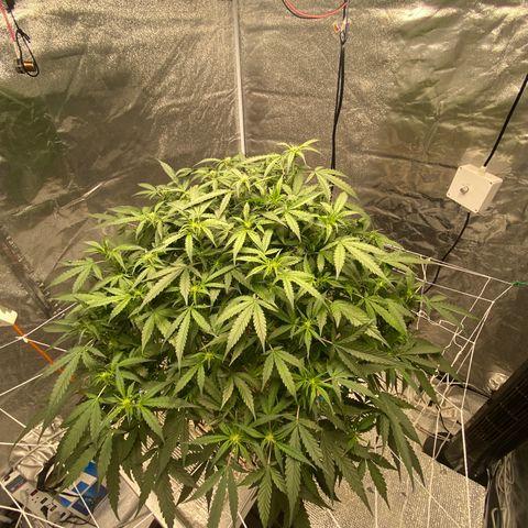 VANILLA FROSTING AUTO growlog timeline photo