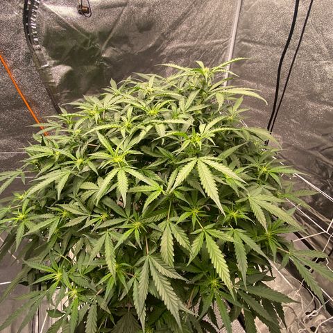 VANILLA FROSTING AUTO growlog timeline photo