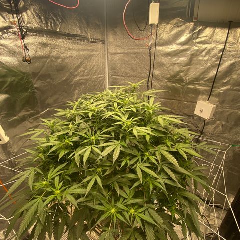 VANILLA FROSTING AUTO growlog timeline photo