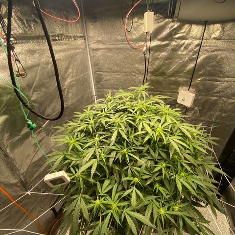 VANILLA FROSTING AUTO growlog timeline photo