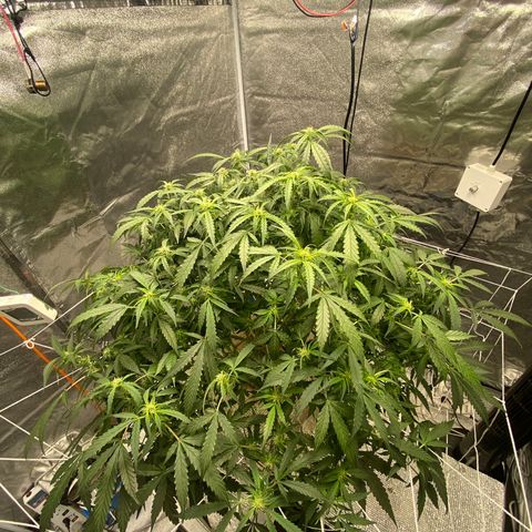 VANILLA FROSTING AUTO growlog timeline photo