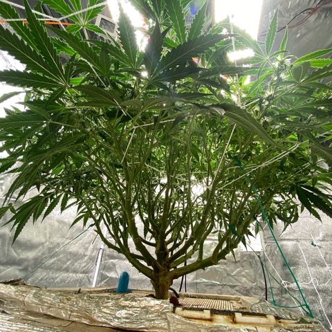 VANILLA FROSTING AUTO growlog timeline photo