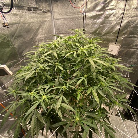 VANILLA FROSTING AUTO growlog timeline photo