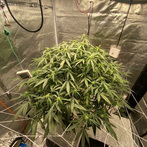 VANILLA FROSTING AUTO growlog timeline photo