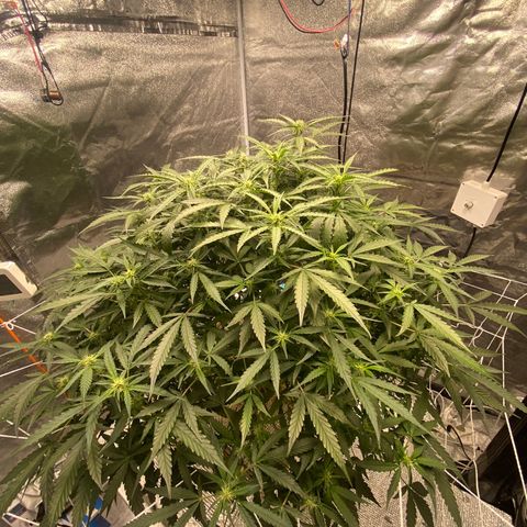 VANILLA FROSTING AUTO growlog timeline photo