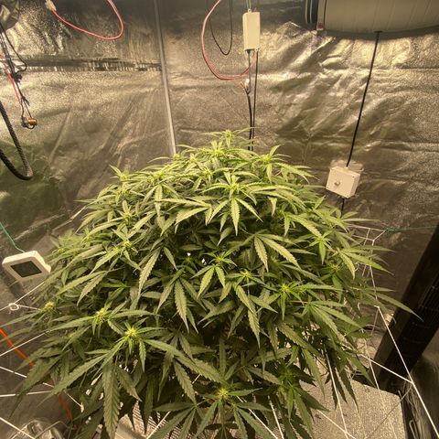VANILLA FROSTING AUTO growlog timeline photo