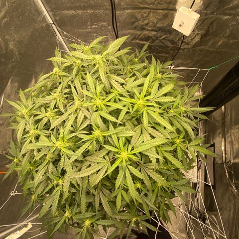 VANILLA FROSTING AUTO growlog timeline photo