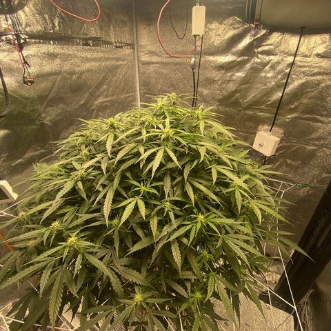 VANILLA FROSTING AUTO growlog timeline photo