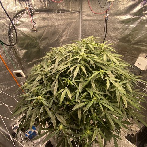 VANILLA FROSTING AUTO growlog timeline photo
