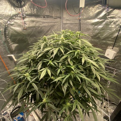 VANILLA FROSTING AUTO growlog timeline photo