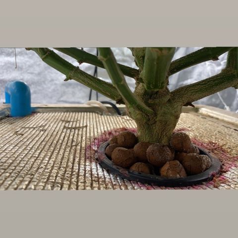 VANILLA FROSTING AUTO growlog timeline photo