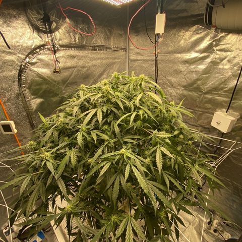 VANILLA FROSTING AUTO growlog timeline photo