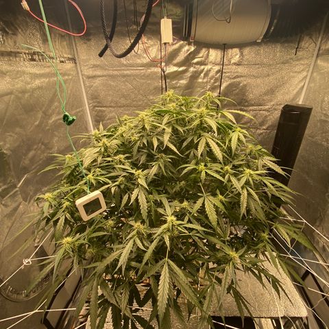 VANILLA FROSTING AUTO growlog timeline photo