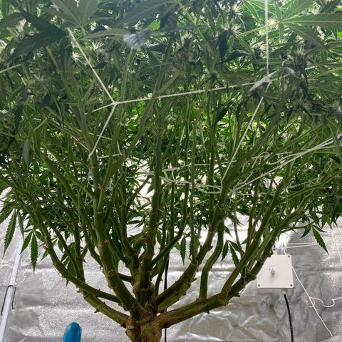VANILLA FROSTING AUTO growlog timeline photo