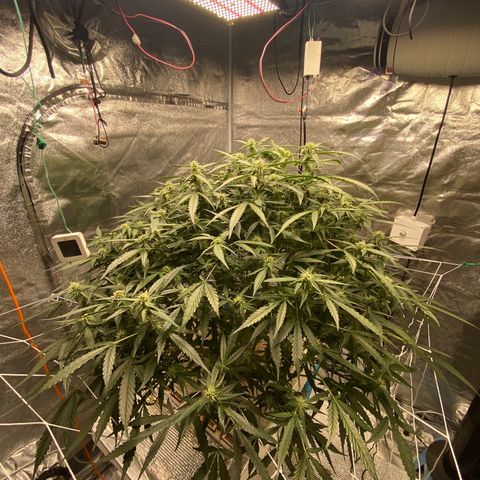 VANILLA FROSTING AUTO growlog timeline photo