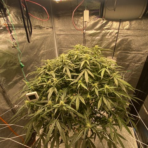 VANILLA FROSTING AUTO growlog timeline photo