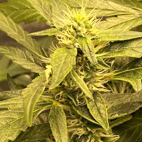VANILLA FROSTING AUTO growlog timeline photo