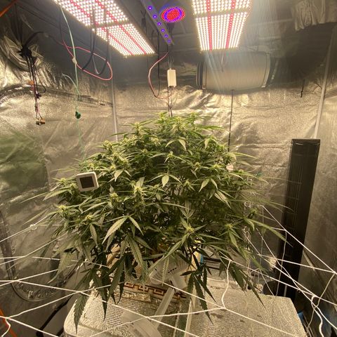 VANILLA FROSTING AUTO growlog timeline photo