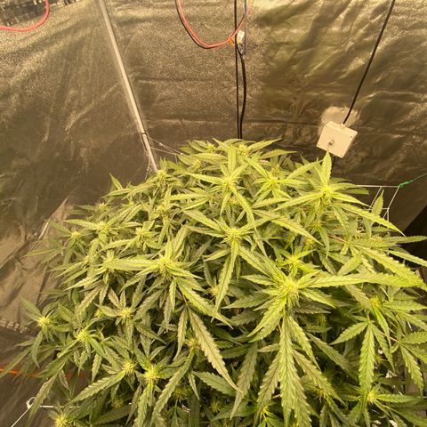 VANILLA FROSTING AUTO growlog timeline photo