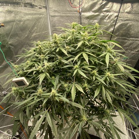 VANILLA FROSTING AUTO growlog timeline photo