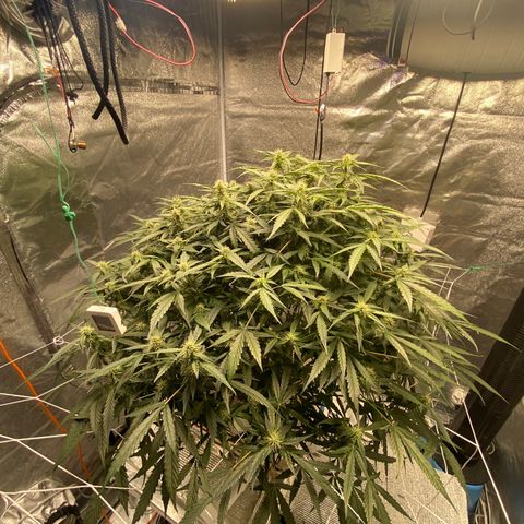 VANILLA FROSTING AUTO growlog timeline photo