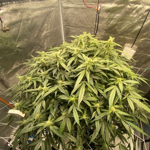 VANILLA FROSTING AUTO growlog timeline photo
