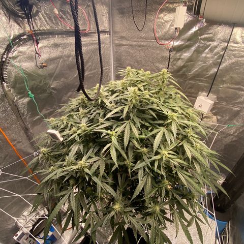 VANILLA FROSTING AUTO growlog timeline photo