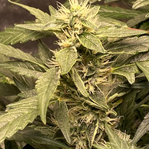 VANILLA FROSTING AUTO growlog timeline photo