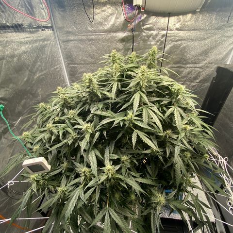 VANILLA FROSTING AUTO growlog timeline photo