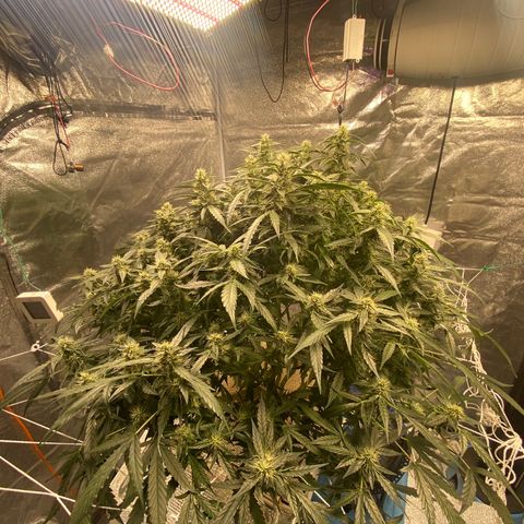 VANILLA FROSTING AUTO growlog timeline photo