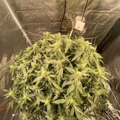 VANILLA FROSTING AUTO growlog timeline photo