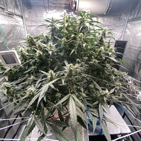 VANILLA FROSTING AUTO growlog timeline photo