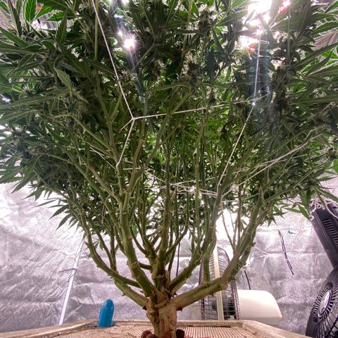 VANILLA FROSTING AUTO growlog timeline photo