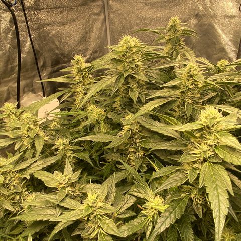 VANILLA FROSTING AUTO growlog timeline photo