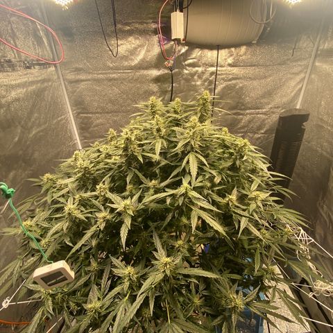VANILLA FROSTING AUTO growlog timeline photo