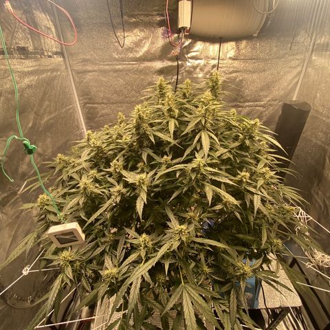 VANILLA FROSTING AUTO growlog timeline photo