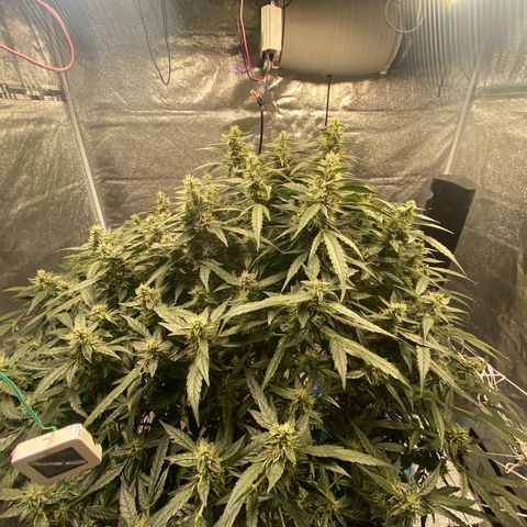 VANILLA FROSTING AUTO growlog timeline photo