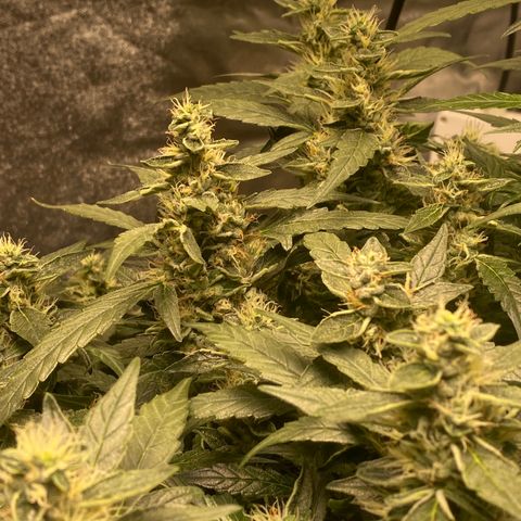 VANILLA FROSTING AUTO growlog timeline photo