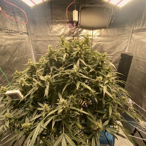 VANILLA FROSTING AUTO growlog timeline photo