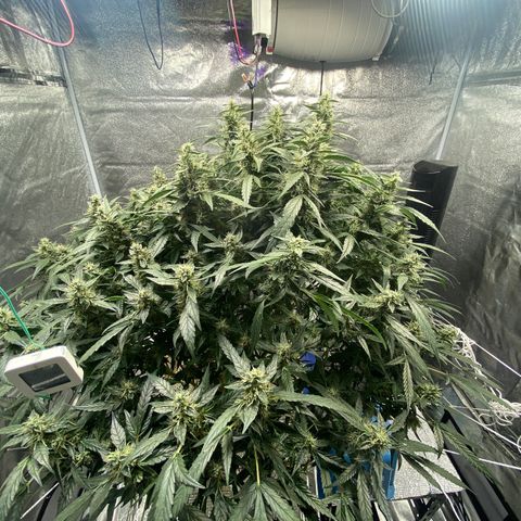 VANILLA FROSTING AUTO growlog timeline photo