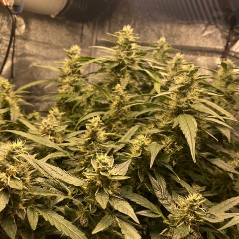 VANILLA FROSTING AUTO growlog timeline photo