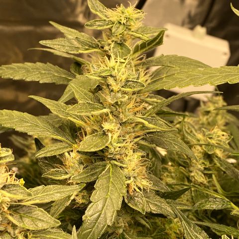 VANILLA FROSTING AUTO growlog timeline photo