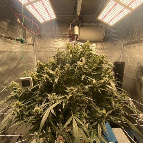 VANILLA FROSTING AUTO growlog timeline photo