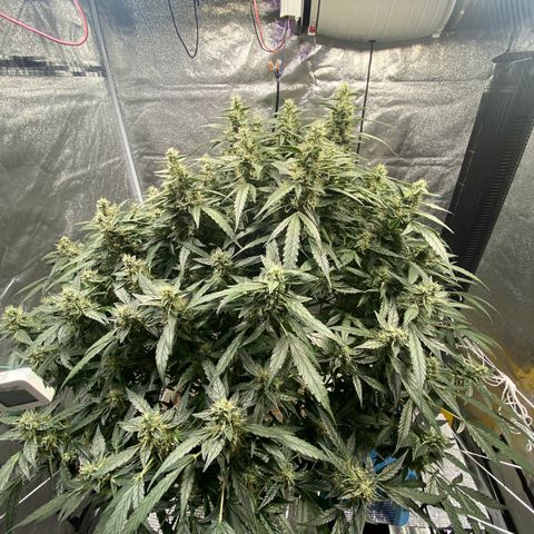 VANILLA FROSTING AUTO growlog timeline photo