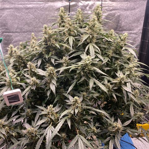 VANILLA FROSTING AUTO growlog timeline photo