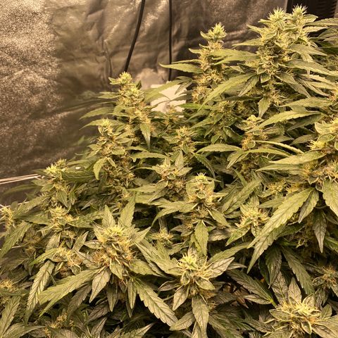 VANILLA FROSTING AUTO growlog timeline photo