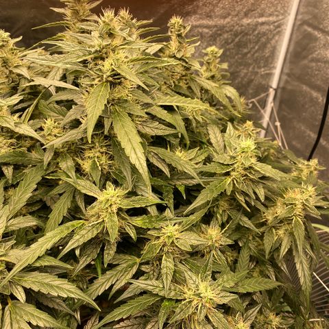 VANILLA FROSTING AUTO growlog timeline photo