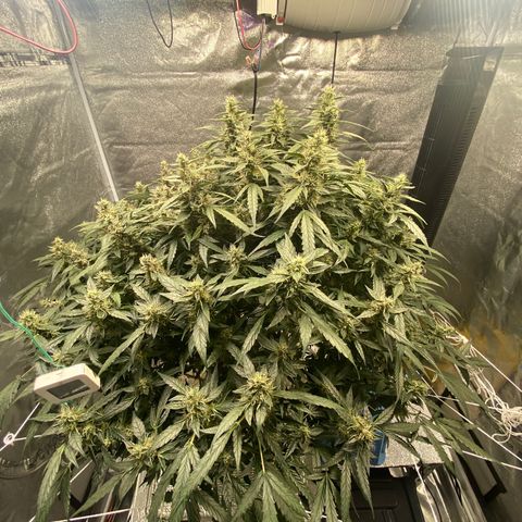 VANILLA FROSTING AUTO growlog timeline photo