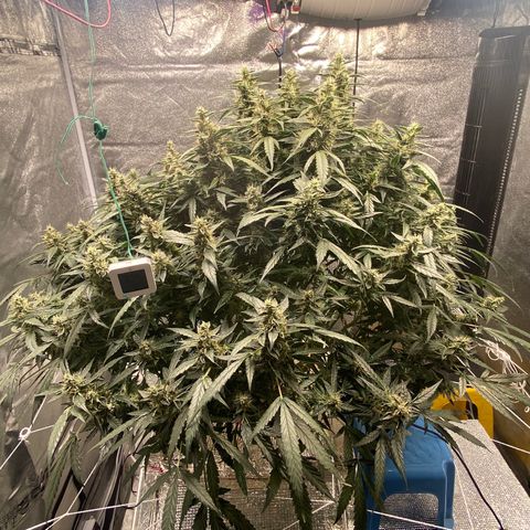 VANILLA FROSTING AUTO growlog timeline photo