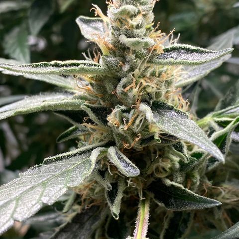VANILLA FROSTING AUTO growlog timeline photo